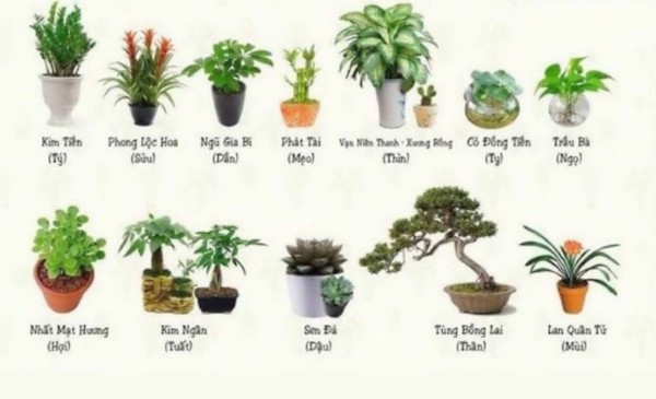 Cây phong thủy theo tuổi là gì? Tại sao nên chọn cây hợp tuổi?