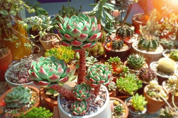 Tuổi Dậu trồng cây Sen Đá phát tài phát lộc