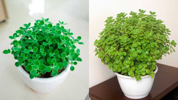 Tuổi Hợi – cây Nhất Mạt Hương