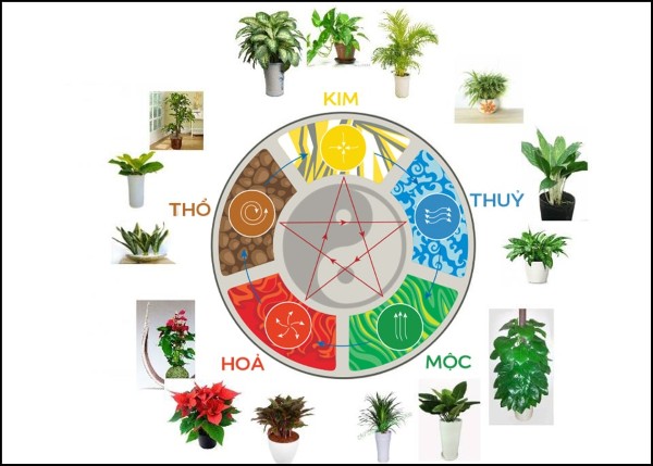 Cách chọn cây phong thủy theo Bản Mệnh và không gian sống
