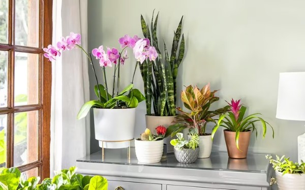Những điều nên tránh khi bài trí cây