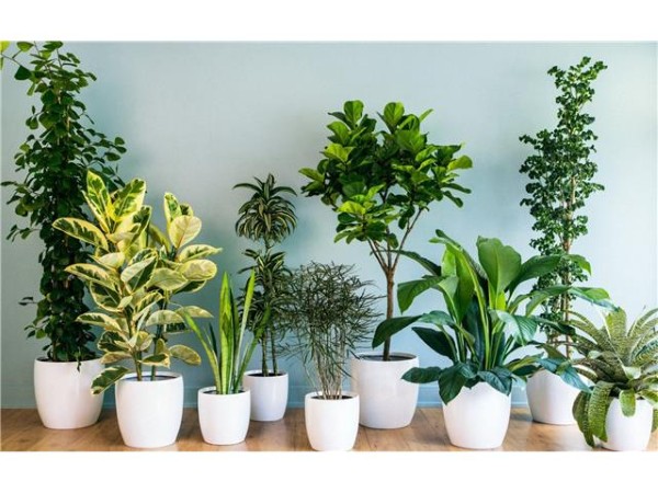 Tại sao nên trồng cây hợp tuổi?