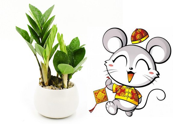 Tuổi Tý (Chuột) hợp Cây Kim Tiền