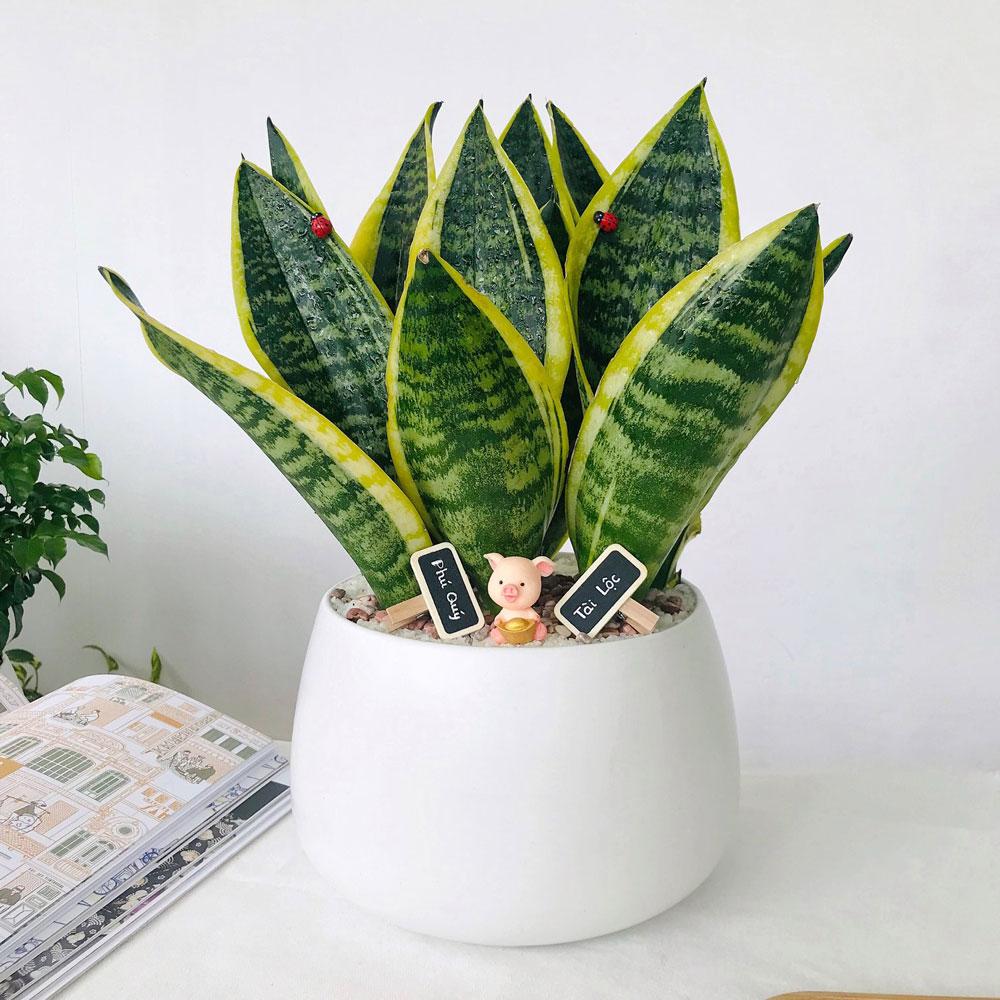 Tuổi Sửu (Trâu) phù hợp Cây Lưỡi Hổ