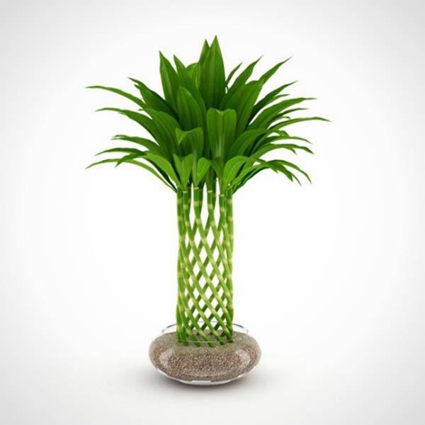 Tuổi Mão (Mèo) nên trồng cây Trúc Phú Quý