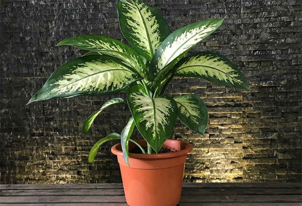 Tuổi Thìn (Rồng) nên trồng cây Vạn Niên Thanh