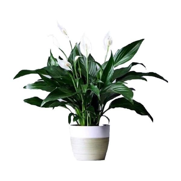 Tuổi Tỵ (Rắn) hợp với cây Lan Ý (Huệ Hòa Bình)
