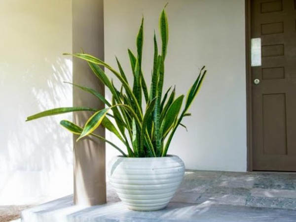 Tuổi Ất Sửu nên trồng cây lưỡi hổ trước nhà