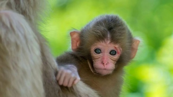 Lưu ý khi áp dụng phong thủy cho tuổi giáp thân 2004