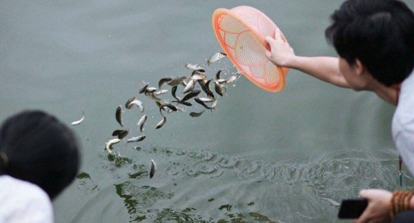 Hướng dẫn cách cúng phóng sinh tại nhà từng bước