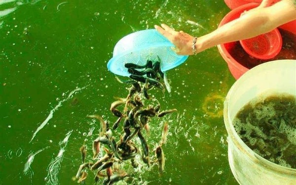 Phân nhóm bài khấn theo mục đích phóng sinh