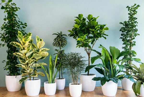 Cây xanh phong thủy trợ lực tài lộc