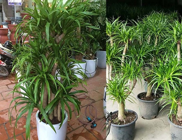 Một số lưu ý phong thủy khi trồng cây đại lộc