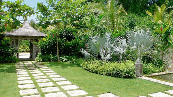 Cây đại lộc trồng sân vườn