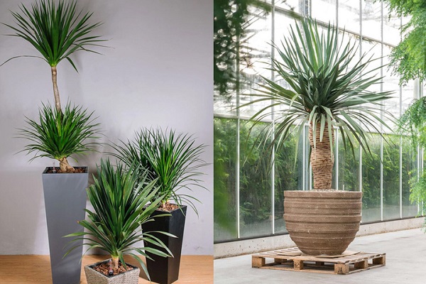 Cây đại lộc, có nguồn gốc từ họ Dracaenaceae