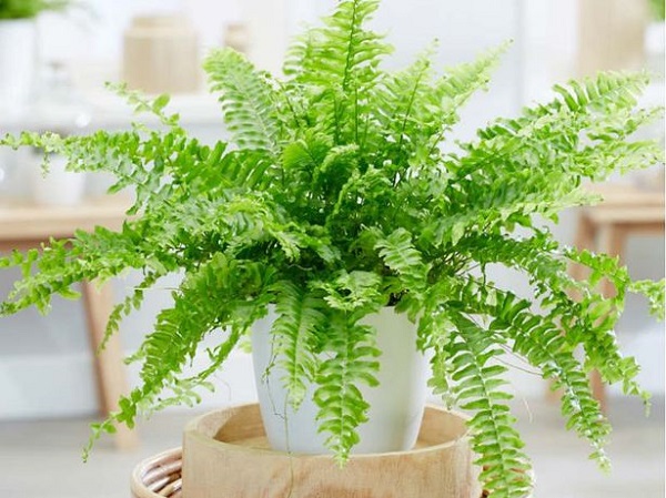Người mệnh Mộc có mối tương hợp hoàn hảo với cây dương xỉ
