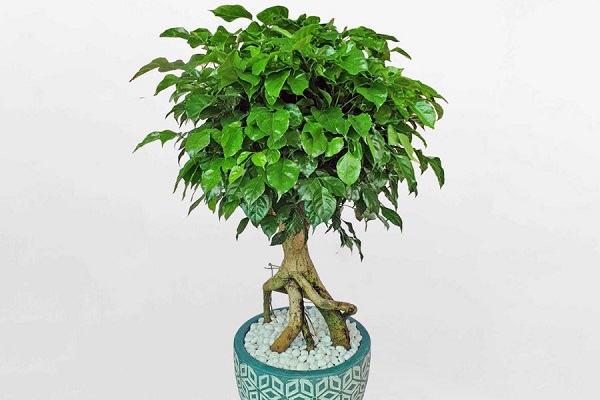 Yếu tố màu sắc của cây hạnh phúc trong phong thủy
