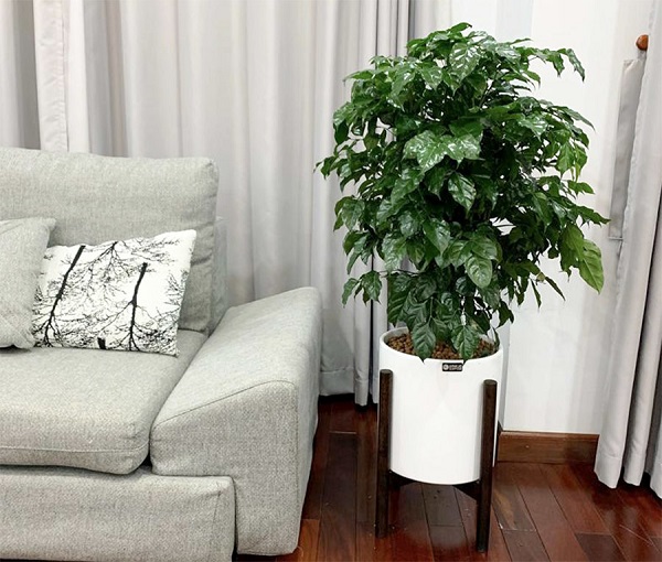 Vị trí đặt cây hạnh phúc
