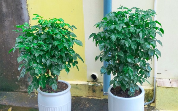 Cách nhận biết cây hạnh phúc