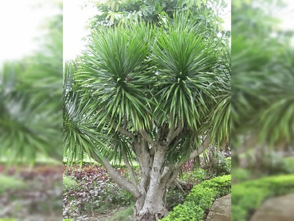 Cây huyết giác (Dracaena cambodiana) thuộc họ Dracaenaceae