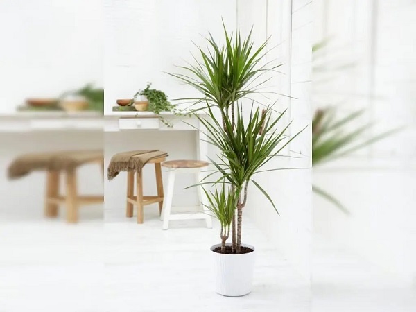 Cách trồng và chăm sóc cây huyết giác