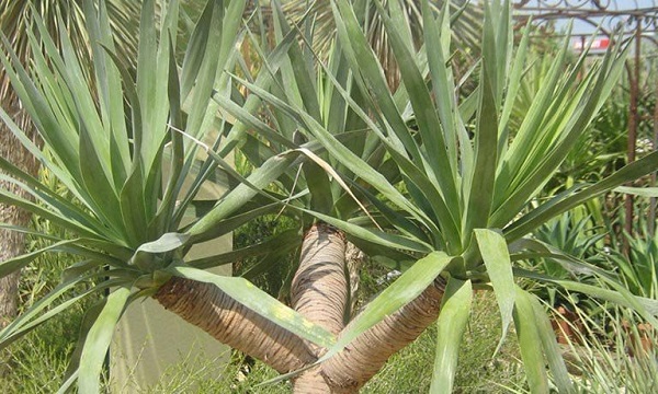 Cây huyết giác là biểu tượng của sức mạnh và khả năng sống bền bỉ