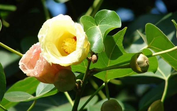 Cây lâm vồ có tên khoa học là Thuja orientalis