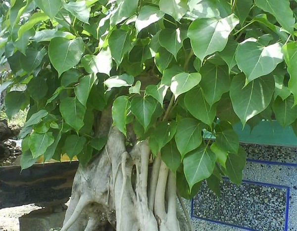 Trong phong thủy, cây lâm vồ mang nhiều ý nghĩa sâu sắc và tốt lành