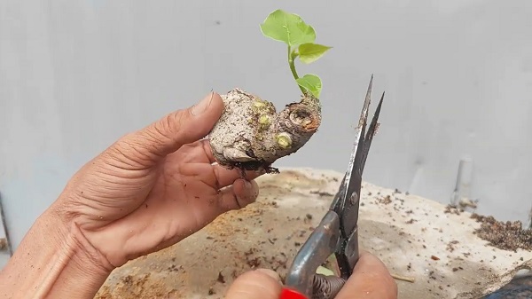 Cách chọn giống và chăm sóc cây Lâm Vồ