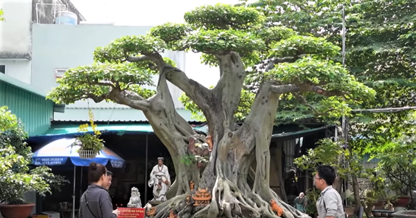 Cây lâm vồ “đệ nhất trời Nam”