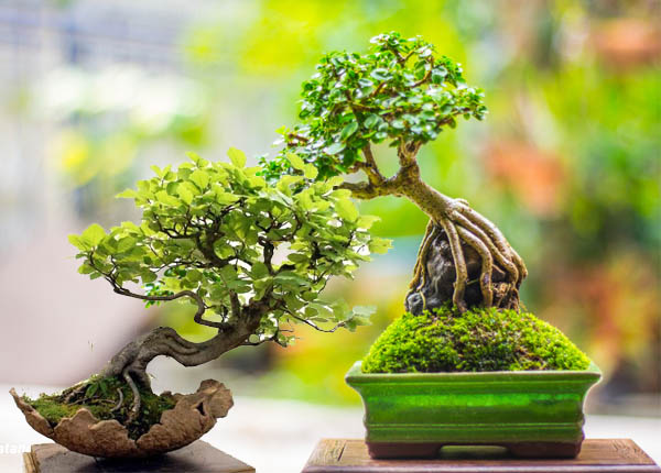 Ánh sáng và thời gian thoáng khí là yếu tố quyết định đến sự sống của cây phong thủy