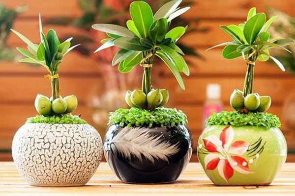 Cây phong thủy giúp tăng cường vận khí, tài lộc, mang lại may mắn