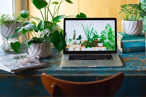 Cây phong thủy tạo ra nguồn năng lượng tích cực cho không gian làm việc