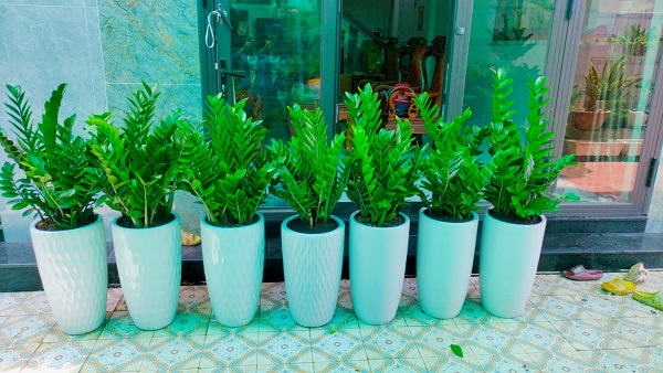 Cây Kim Tiền (Kim Phát Tài)