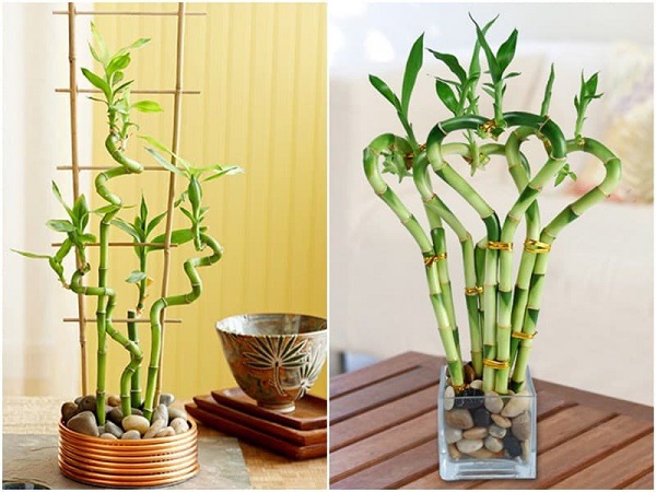 Cây Phát Lộc luôn được yêu thích bởi khả năng thu hút tài lộc