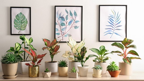 Cây Vạn Lộc không chỉ đẹp mà còn mang lại nhiều năng lượng tích cực