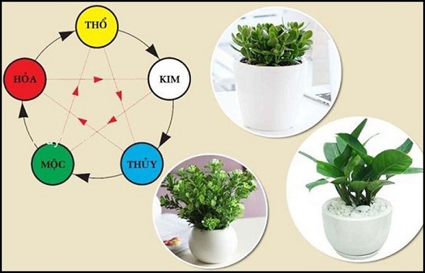 Cách chọn cây phong thủy theo ngũ hành