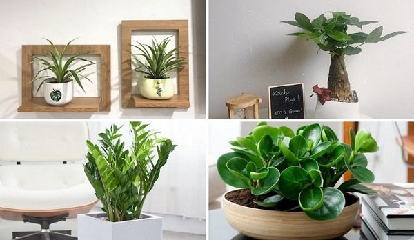 Cây cảnh đóng góp vào sức khỏe thể chất và tinh thần của con người