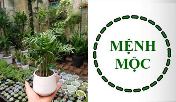 Cách chọn cây phong thủy để bàn phù hợp với ngũ hành