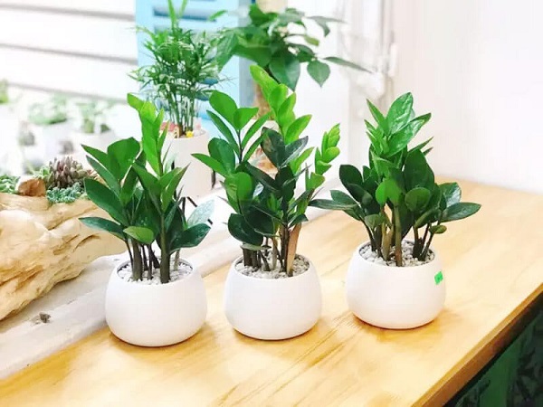 Cây Kim Tiền không chỉ dễ chăm sóc mà còn mang nhiều ý nghĩa phong thủy