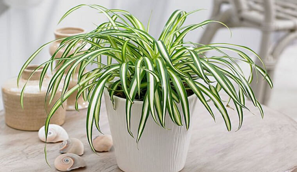Cỏ Lan Chi giúp xua tan căng thẳng và tạo cảm giác thư giãn