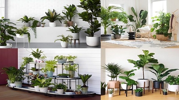 Vị trí đặt cây phong thủy cũng rất quan trọng để tối ưu hóa năng lượng tích cực