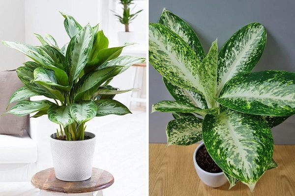 Việc đặt cây trên bàn làm việc thực sự đem lại rất nhiều lợi ích