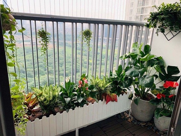 Cây phong thủy cần có hình thái và kích thước phù hợp với không gian ban công