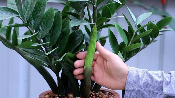 Cây kim tiền: Được coi là biểu tượng của sự giàu sang, phú quý