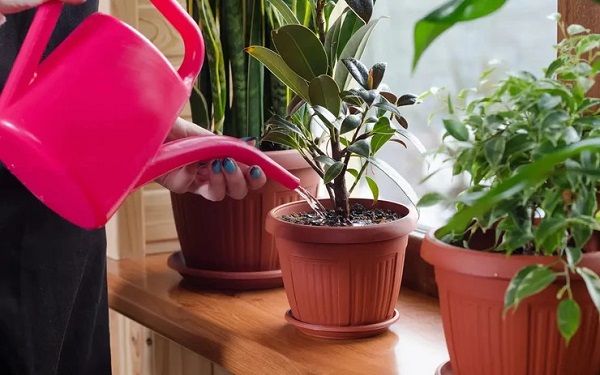 Chăm sóc và bảo dưỡng cây phong thủy ngoài ban công