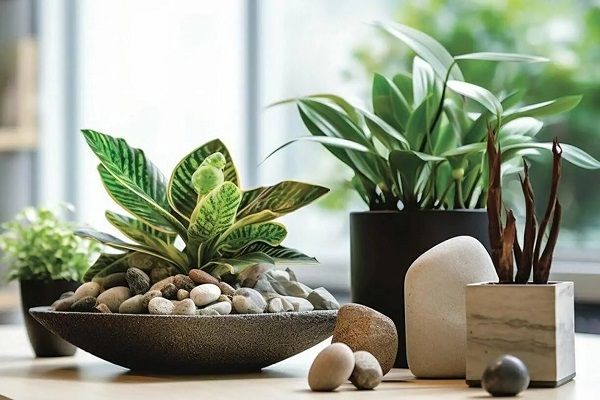 Cây phong thủy giúp cải thiện năng lượng tích cực cho không gian sống