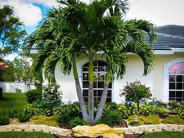 Ý nghĩa của việc trồng cây phong thủy trước