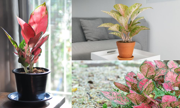 Cây phú quý tạo cảm giác trong lành và dễ chịu cho mọi người