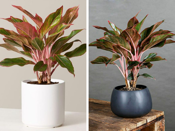 Cây phú quý, với tên khoa học là Aglaonema hybrid